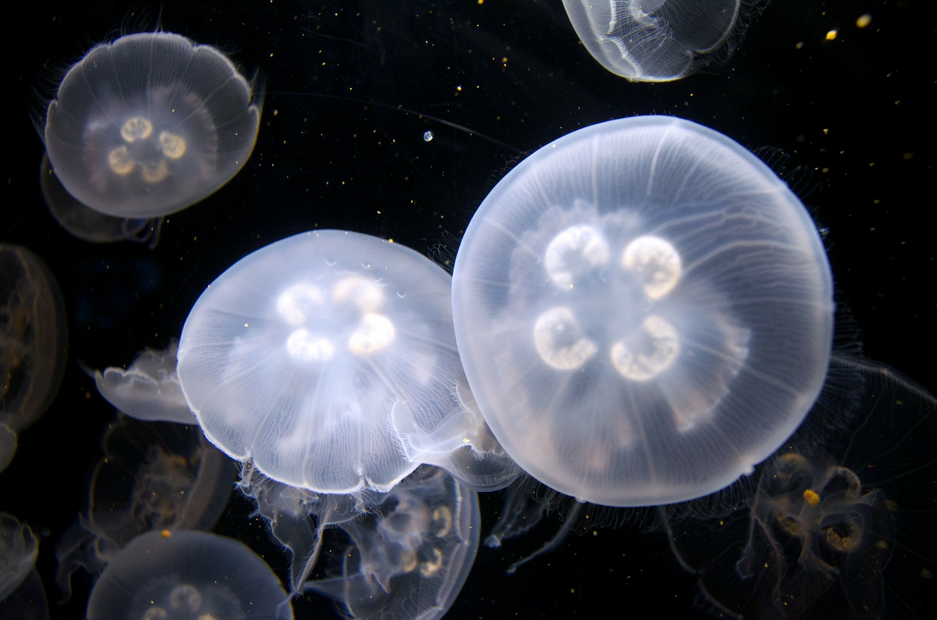 jellyfish-275574_1920